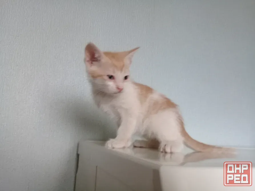 Котёнок Мальчик-Кот Макеевка - изображение 2