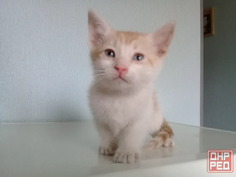 Котёнок Мальчик-Кот Макеевка - изображение 1
