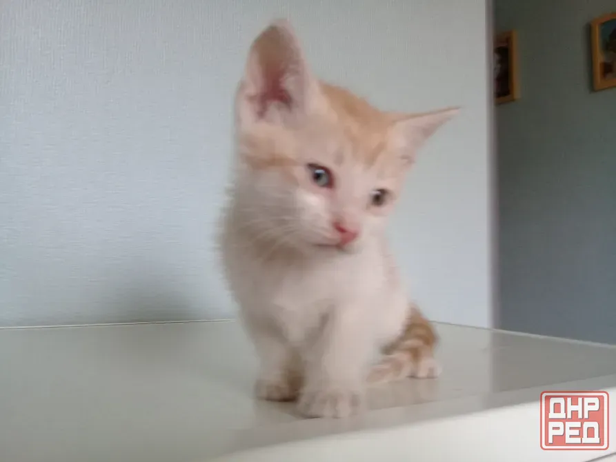 Котёнок Мальчик-Кот Макеевка - изображение 5
