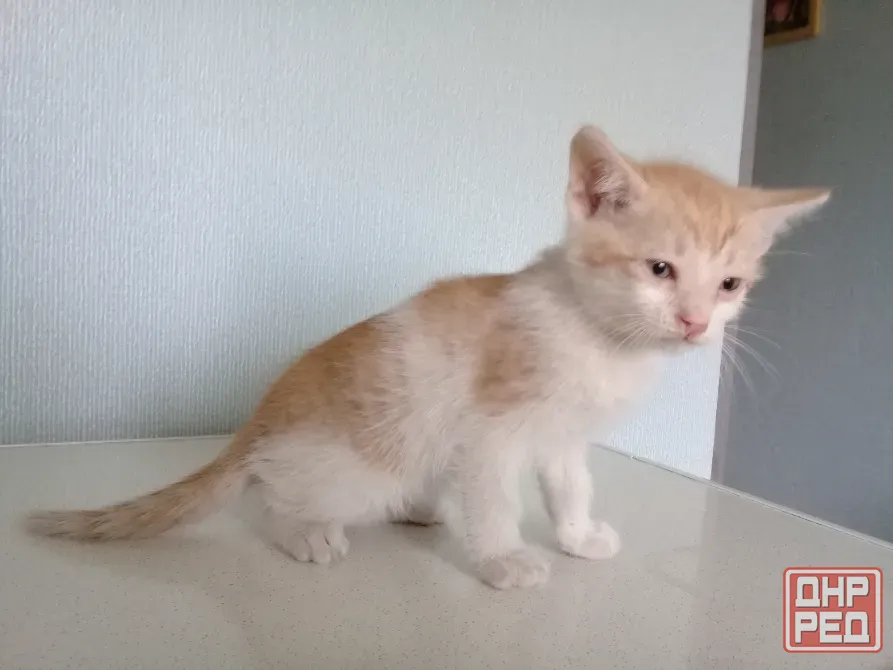 Котёнок Мальчик-Кот Макеевка - изображение 3