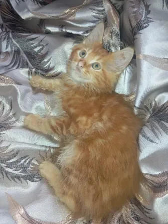 Котята Мейн-Кун Донецк