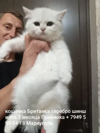 Котенок Британский серебро шиншилла Мариуполь
