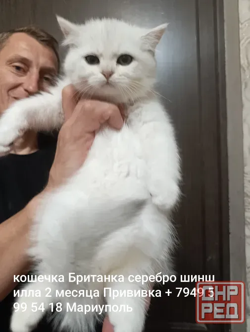 Котенок Британский серебро шиншилла Мариуполь - изображение 1