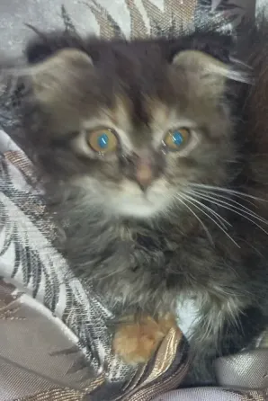 Котята полумейн кун Донецк