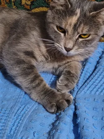 Кошечка бесплатно Донецк