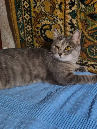 Кошечка бесплатно Донецк