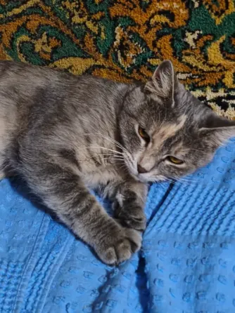 Кошечка бесплатно Донецк