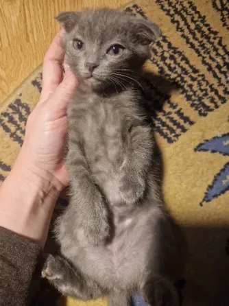 котята Донецк