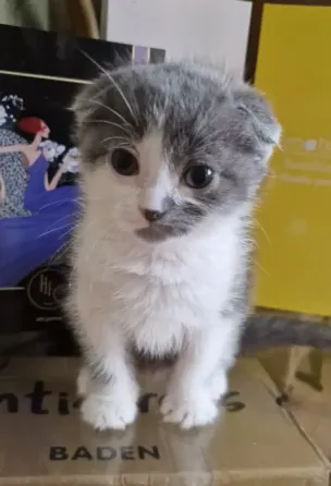 котята Донецк
