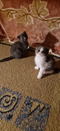 котята Донецк