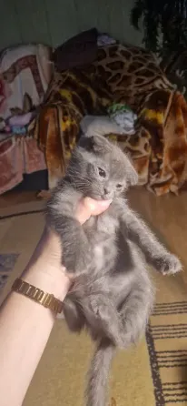 котята Донецк