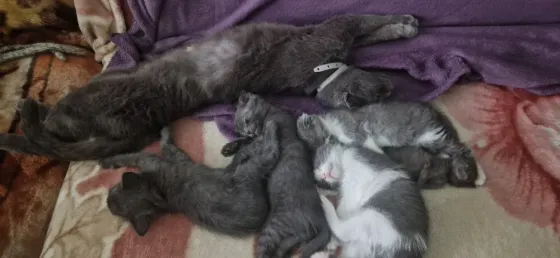 котята Донецк
