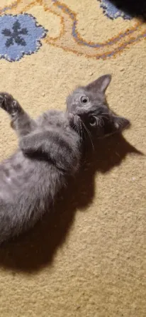котята Донецк