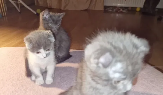 котята Донецк