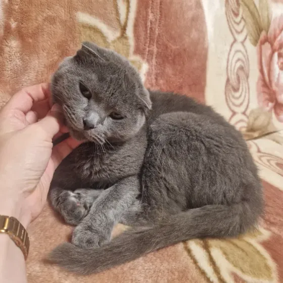 котята Донецк