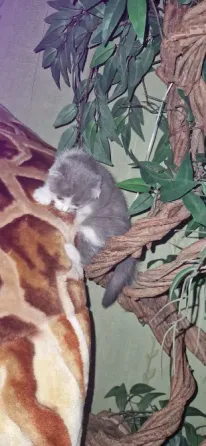 котята Донецк