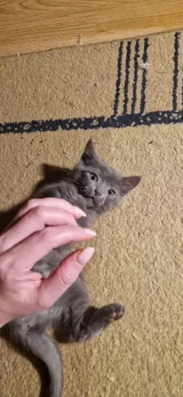 котята Донецк