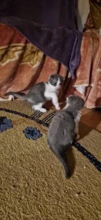 котята Донецк