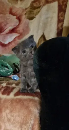 котята Донецк