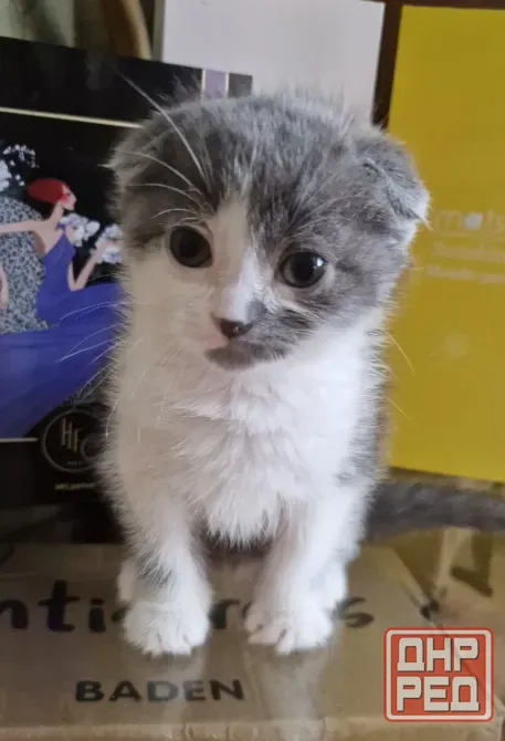 котята Донецк - изображение 7