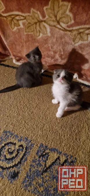 котята Донецк - изображение 4