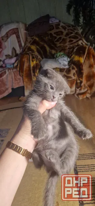 котята Донецк - изображение 6