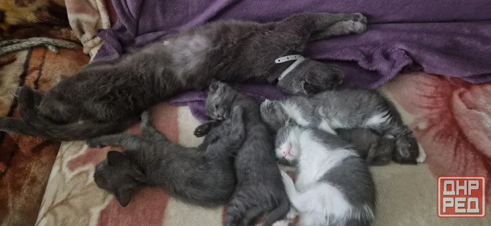 котята Донецк - изображение 5