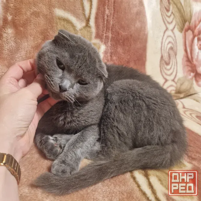 котята Донецк - изображение 8