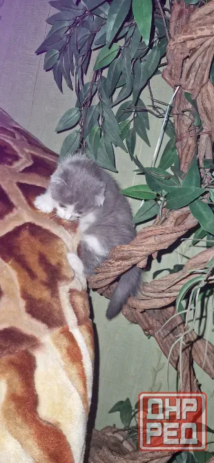 котята Донецк - изображение 3