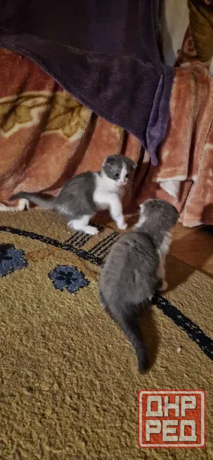 котята Донецк - изображение 2