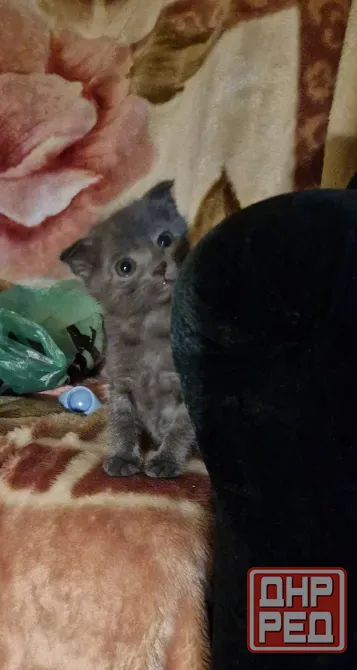 котята Донецк - изображение 1