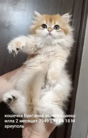 Британская золотая шиншилла котенок Мариуполь