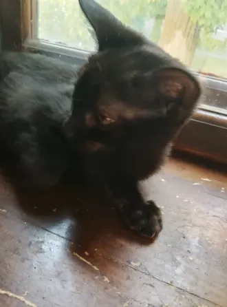 Котенок в хорошие руки ласковая кошечка майская Донецк