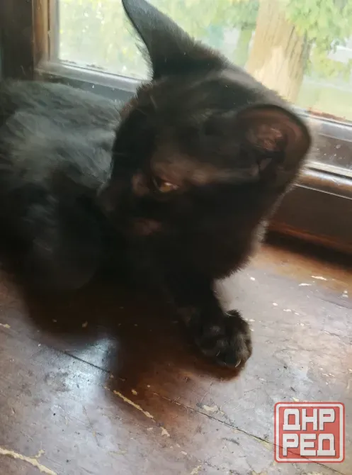 Котенок в хорошие руки ласковая кошечка майская Донецк - изображение 2