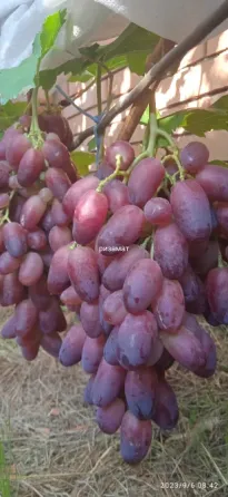 Черенки винограда (Ризамат, Первенец, Арарат и др) Донецк