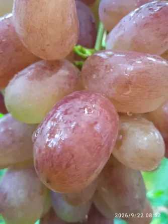 Черенки винограда (Ризамат, Первенец, Арарат и др) Донецк