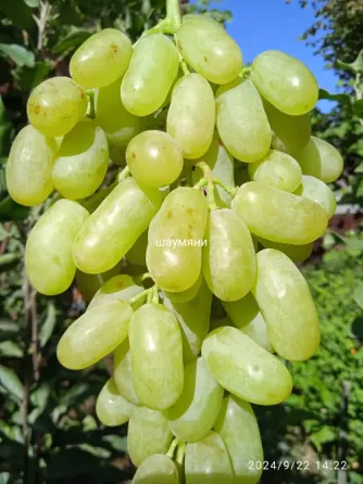 Черенки винограда (Ризамат, Первенец, Арарат и др) Донецк