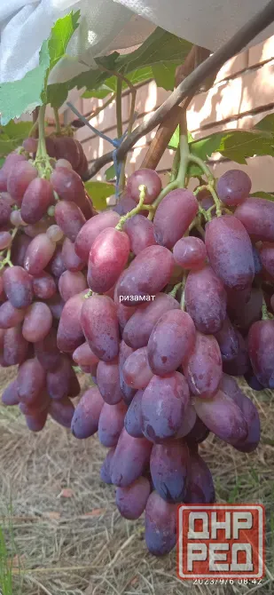Черенки винограда (Ризамат, Первенец, Арарат и др) Донецк - изображение 3