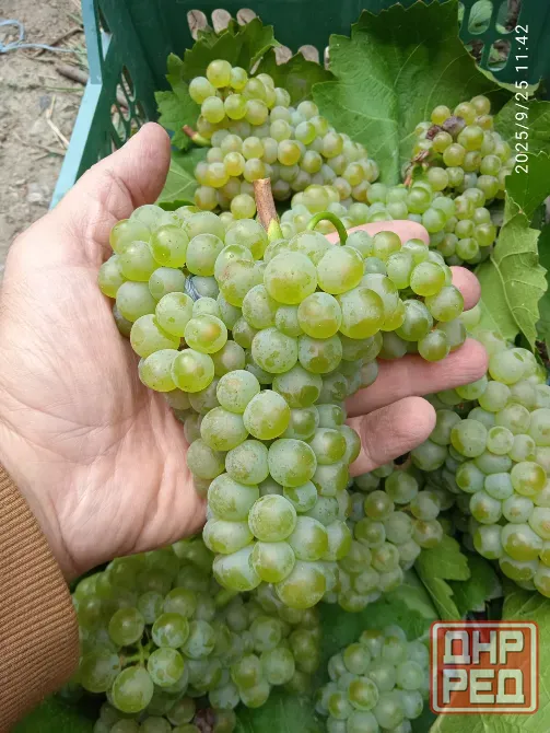 Черенки винограда (Ризамат, Первенец, Арарат и др) Донецк - изображение 8