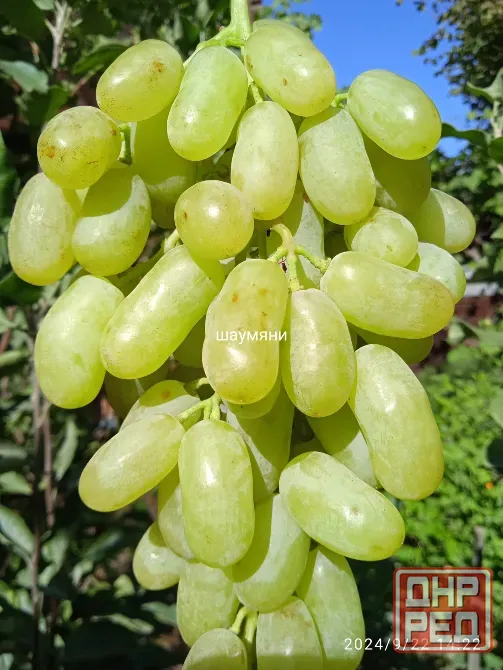 Черенки винограда (Ризамат, Первенец, Арарат и др) Донецк - изображение 4