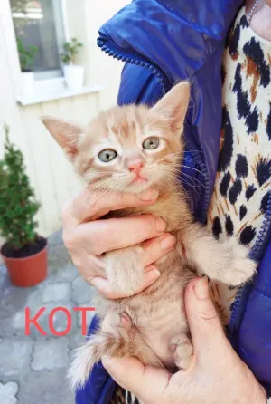 Отдам котят Макеевка