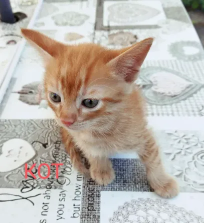 Отдам котят Макеевка