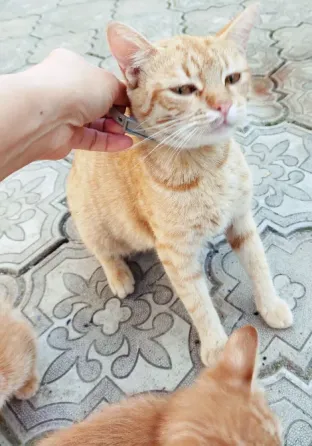 Отдам котят Макеевка