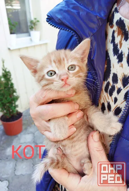 Отдам котят Макеевка - изображение 1