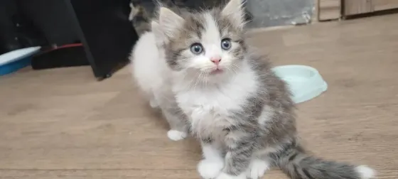 Отдам котят в добрые руки Макеевка