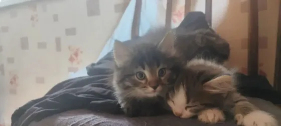 Отдам котят в добрые руки Макеевка