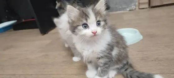 Отдам котят в добрые руки Макеевка