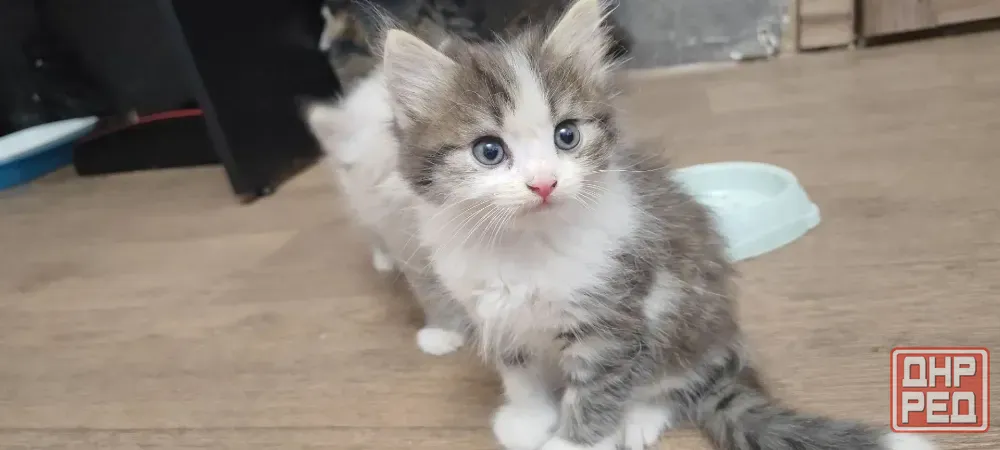 Отдам котят в добрые руки Макеевка - изображение 4