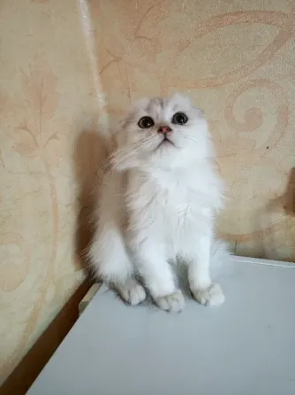 Шотландский вислоухий котëнок (4мес.) Донецк
