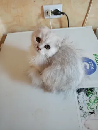 Шотландский вислоухий котëнок (4мес.) Донецк
